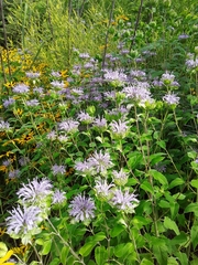 Monarda fistulosa