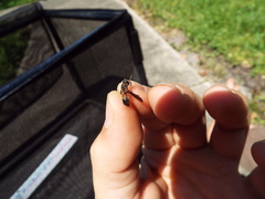 Parancistrocerus histrio