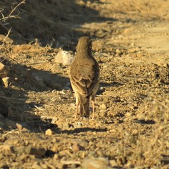 Anthus nicholsoni primarius