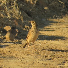 Anthus nicholsoni primarius