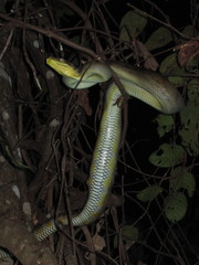 Simalia amethistina