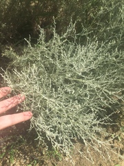 Artemisia