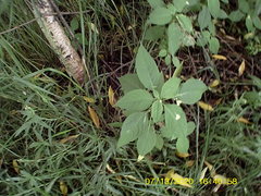 Impatiens parviflora