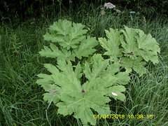 Heracleum sosnowskyi