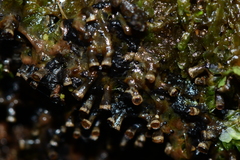 Elaeomyxa cerifera