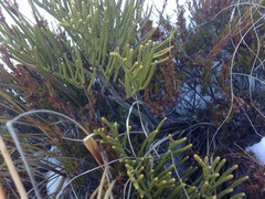 Veronica hectorii demissa