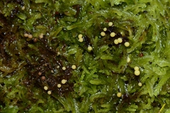 Elaeomyxa cerifera