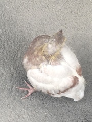 Columba livia domestica