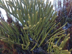 Veronica hectorii demissa