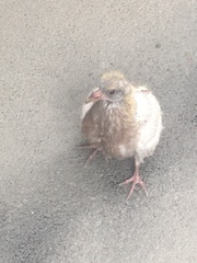 Columba livia domestica