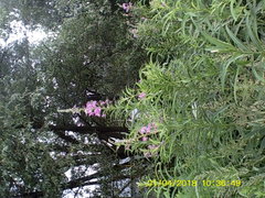 Chamaenerion angustifolium