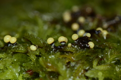 Elaeomyxa cerifera