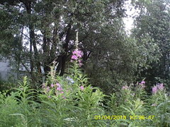 Chamaenerion angustifolium