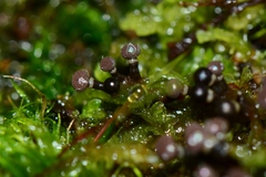Elaeomyxa cerifera