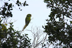 Psittacara brevipes