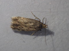 Bryotropha senectella