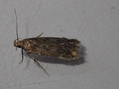 Bryotropha senectella