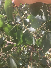 Magnoliopsida