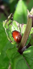 Chrysolina polita
