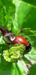 Chrysolina polita