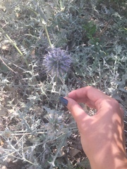 Echinops ritro