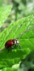 Chrysolina polita
