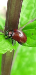 Chrysolina polita