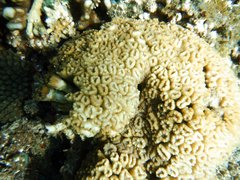 Caulastraea echinulata