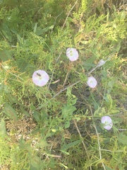 Convolvulus arvensis