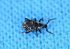 Otiorhynchus aurosquamulatus