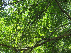 Phylloscopus trochiloides