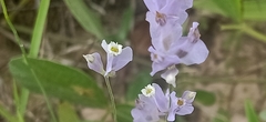 Burmannia