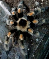 Brachypelma