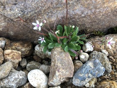 Micranthes stellaris