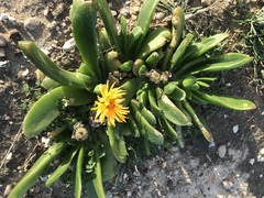 Glottiphyllum longum