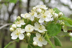 Crataegus mollis