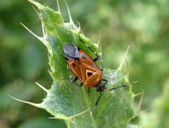 Deraeocoris punctum
