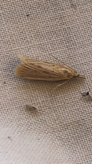 Ematheudes punctella