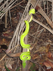 Morelia viridis