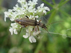 Oedemera barbara