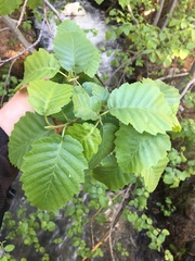 Alnus incana tenuifolia