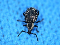 Otiorhynchus aurosquamulatus
