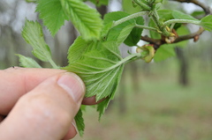 Crataegus mollis