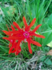 Silene fulgens
