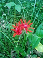 Silene fulgens