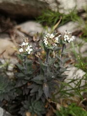 Draba incana
