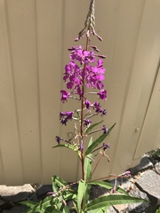 Chamaenerion angustifolium