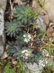 Draba incana
