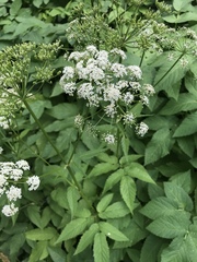 Aegopodium podagraria