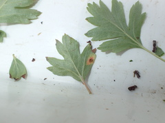 Gymnosporangium clavariiforme